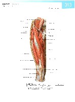 Sobotta  Atlas of Human Anatomy  Trunk, Viscera,Lower Limb Volume2 2006, page 320